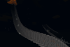 Magma Conduits
