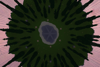 Pine generator