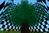Spruce Tree