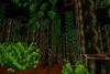 Vines
