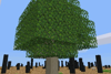 Maple tree